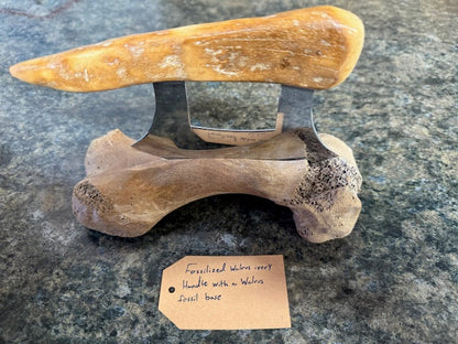 Fossilized Bone Ulus